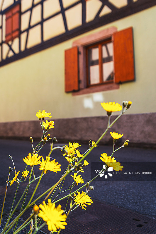 路边半木结构建筑旁的黄色花朵图片素材
