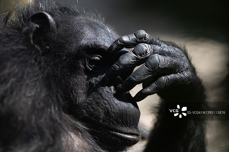 黑猩猩肖像图片素材