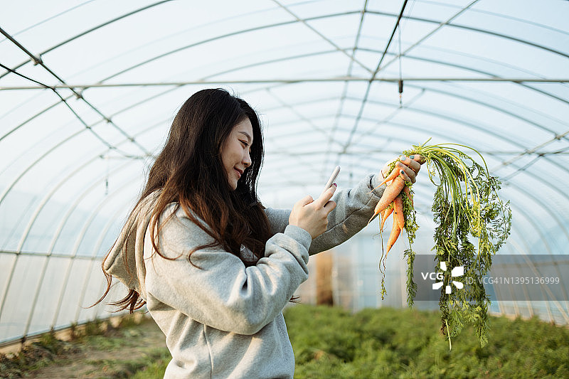 年轻的亚洲女子在温室里收获有机胡萝卜图片素材