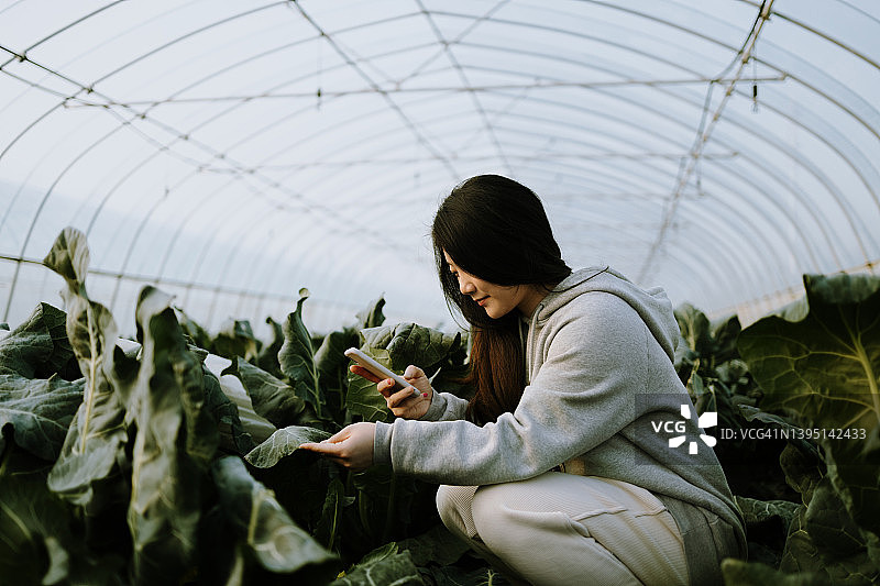 年轻的亚洲女性农民手持智能手机在温室图片素材