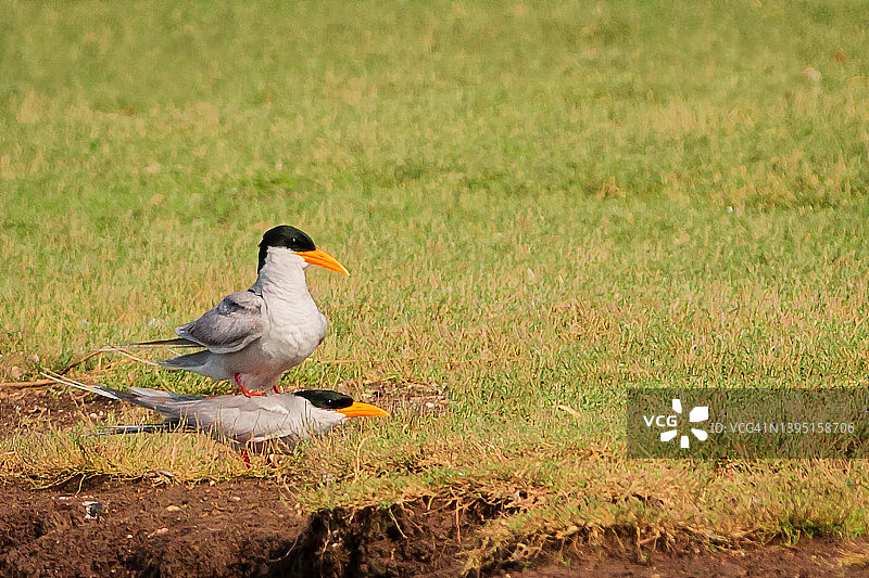 燕鸥河图片素材