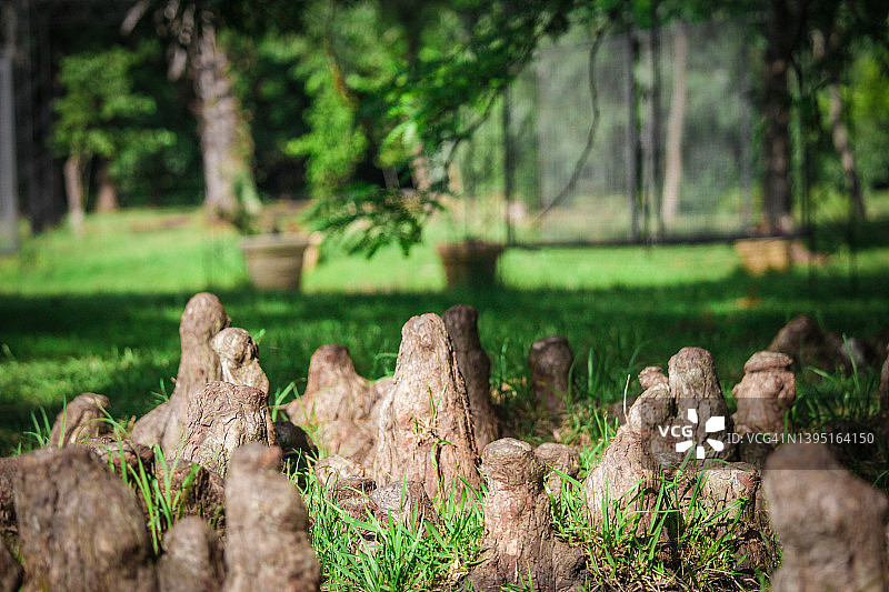 植物园图片素材