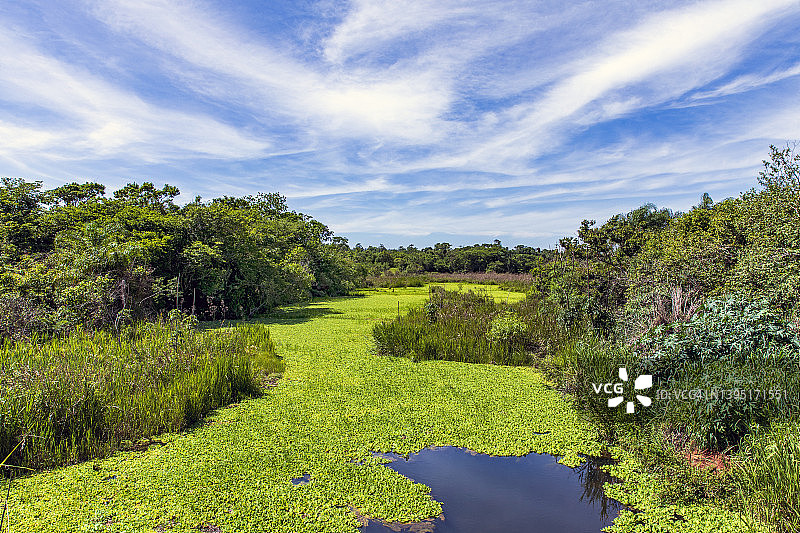 长满锯齿草和莴苣的沼泽河流图片素材