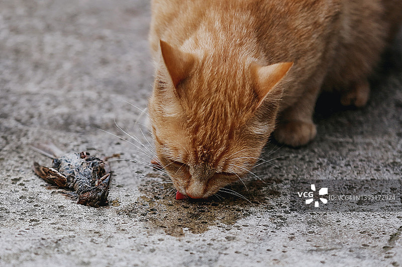 姜黄色猫咪捕猎小麻雀图片素材