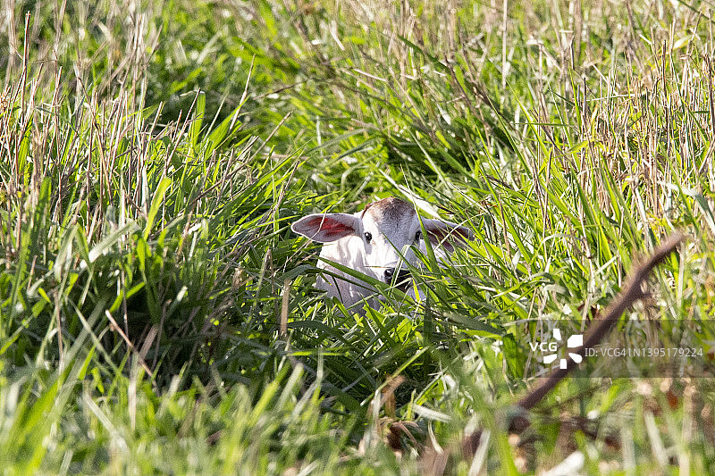 刚出生的印度瘤牛小牛躲在茂密的草丛中图片素材