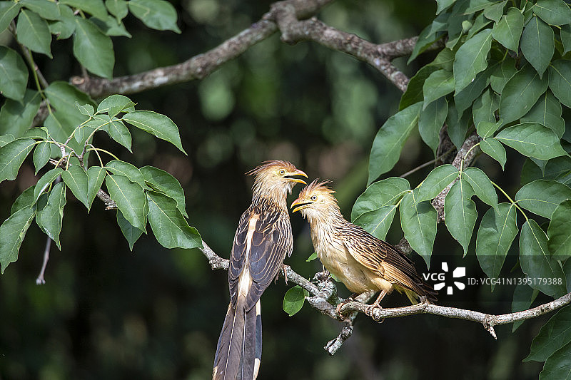 两只杜鹃鸟在树上交流图片素材