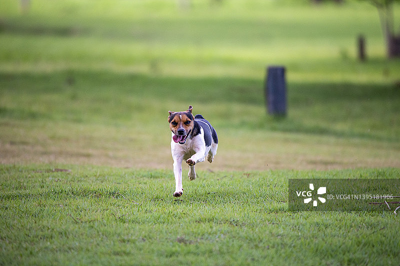 奔向镜头的巴西梗犬（食物）图片素材