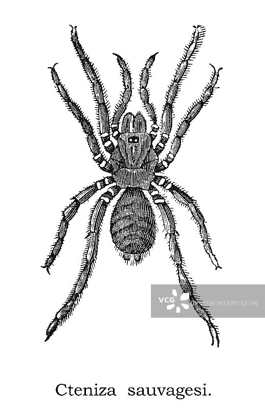 栉足蛛古老雕刻插图图片素材