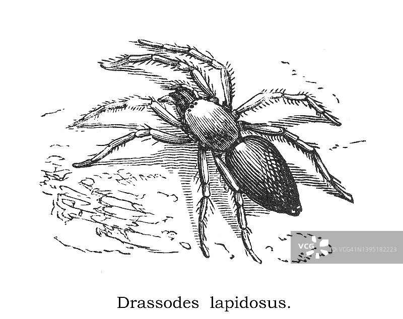 石蛛(Drassodes lapidosus)的古老雕刻插图图片素材