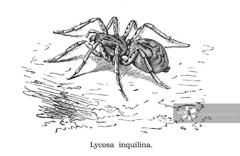 狼蛛古版画插图图片素材