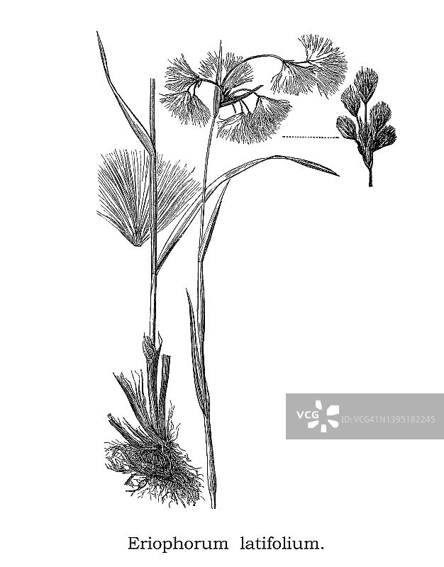 宽叶藓和宽叶棉草（Eriophorum latifolium）老式插图图片素材