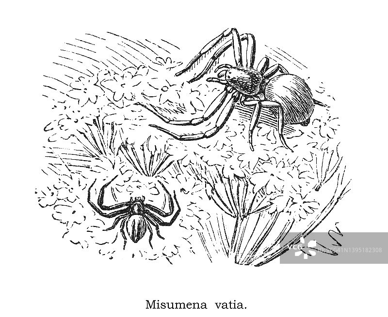 金rod蟹蛛或花（蟹）蛛的古老雕刻插图 - Misumena vatia图片素材