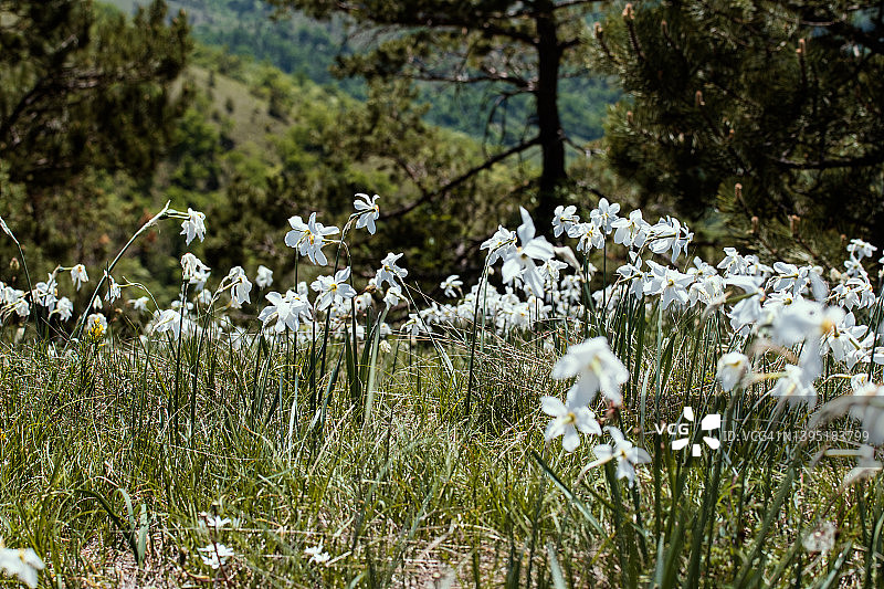 田野中盛开的野生水仙花图片素材