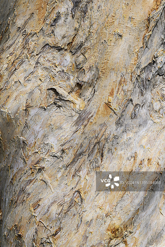 树皮纹理背景图片素材