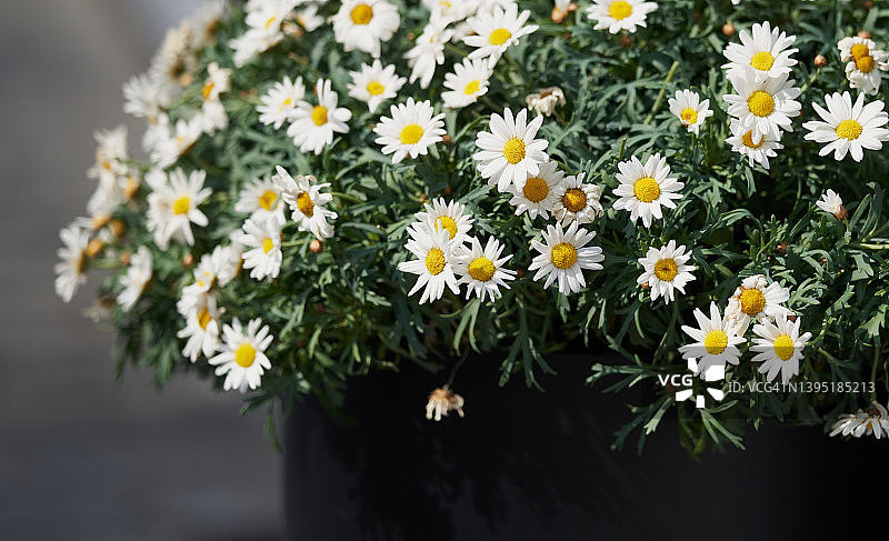 玛格丽特图片素材