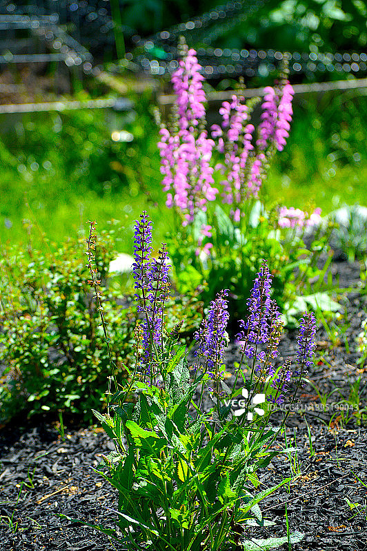 五月之夜鼠尾草图片素材