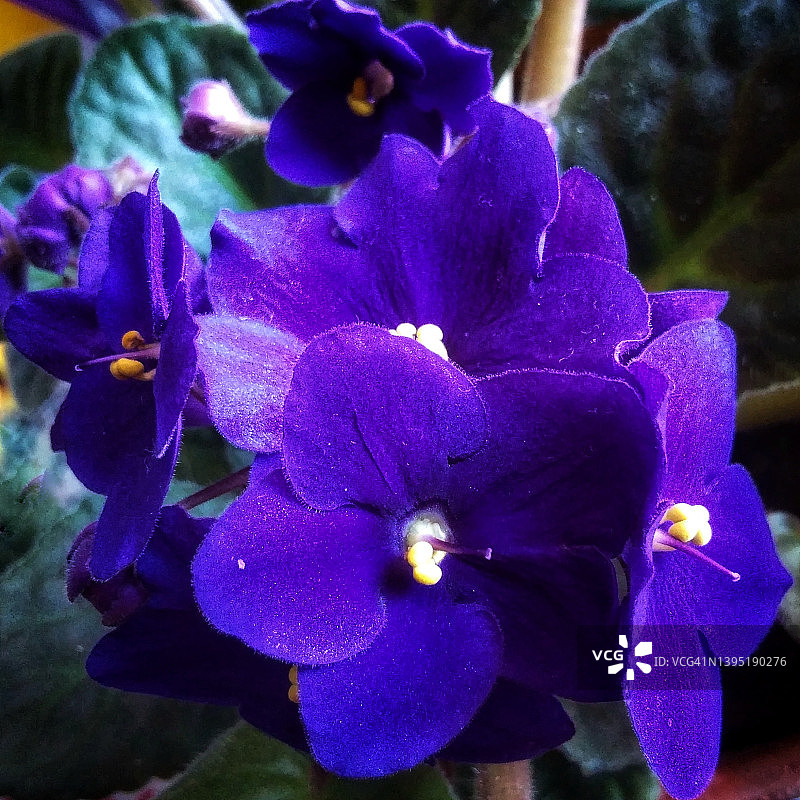 一束紫色非洲紫罗兰图片素材