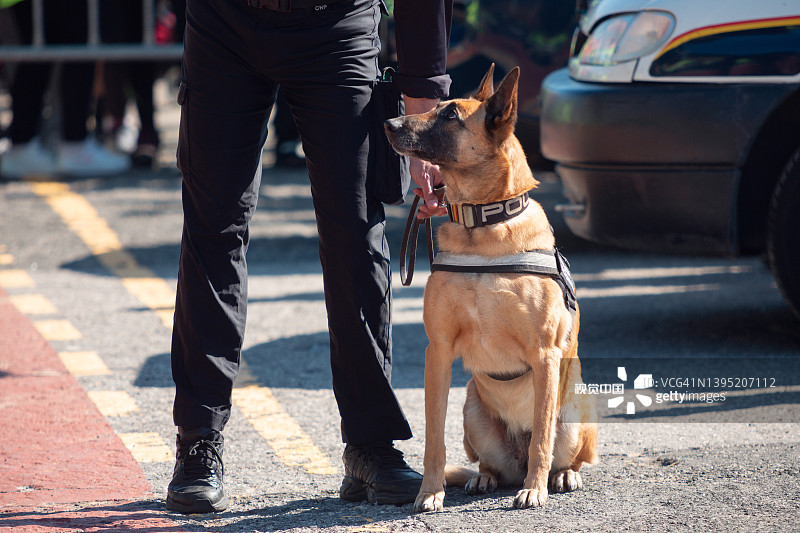 展览中的警犬图片素材