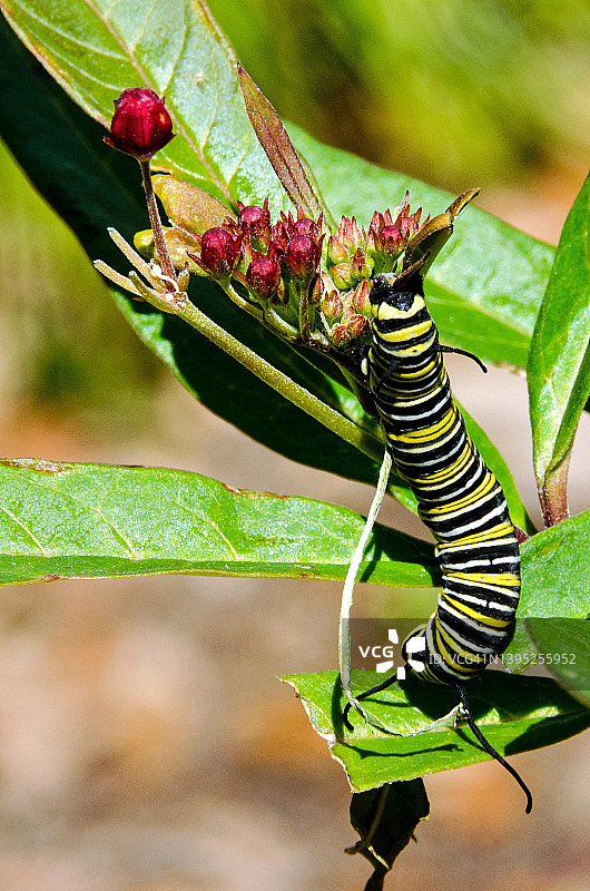 帝王蝶毛毛虫以 Asclepias 为食图片素材