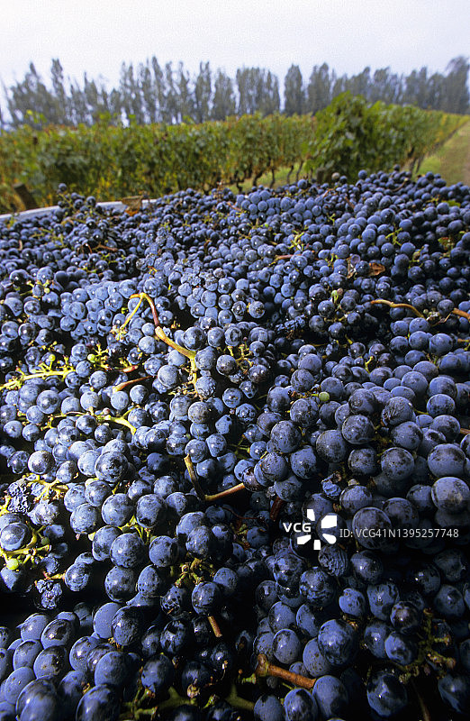 阿根廷门多萨卢汉德库约葡萄园的马尔贝克葡萄丰收图片素材