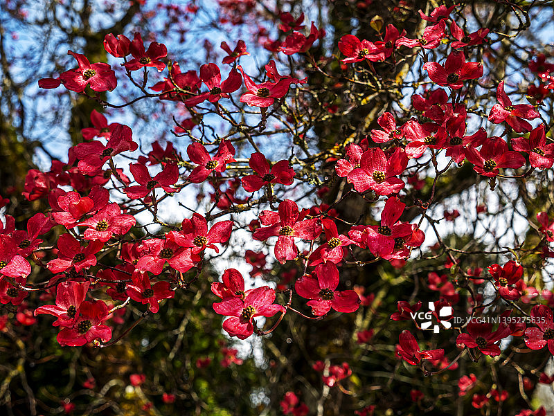雨后盛开的红花夹迷图片素材