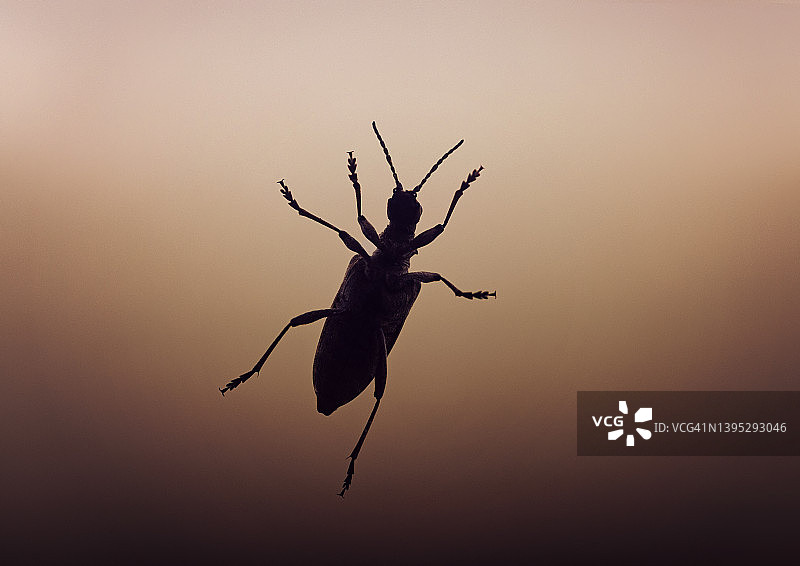 甲虫轮廓图片素材