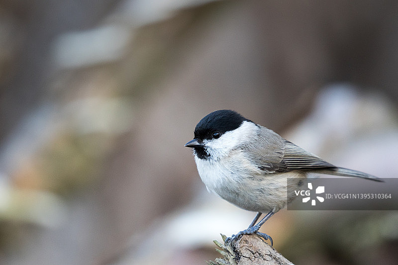 沼泽山雀栖息在树桩上图片素材