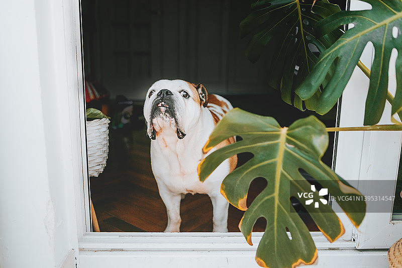 家中英国斗牛犬的肖像（留白空间）图片素材