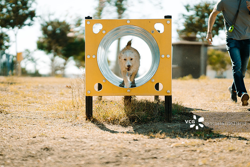 公园里的狗狗训练图片素材