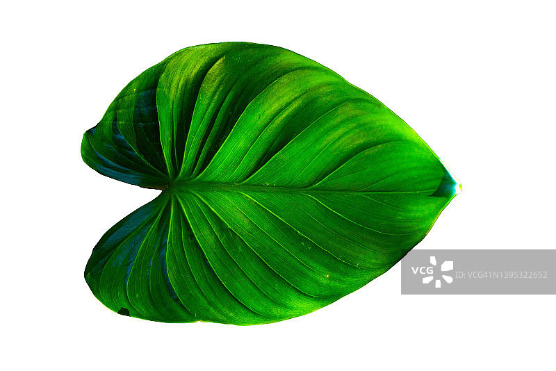 绿帝王蔓绿绒叶，热带绿叶，白色背景分离图片素材