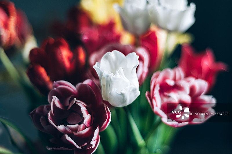 一束彩色郁金香图片素材