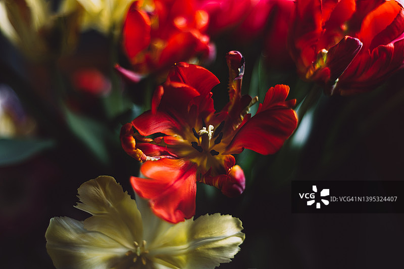 一束彩色郁金香图片素材