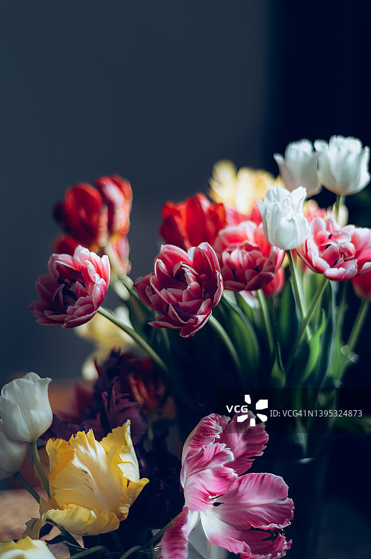 一束彩色郁金香图片素材