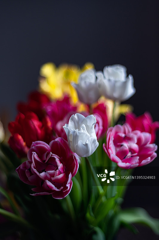 一束彩色郁金香图片素材