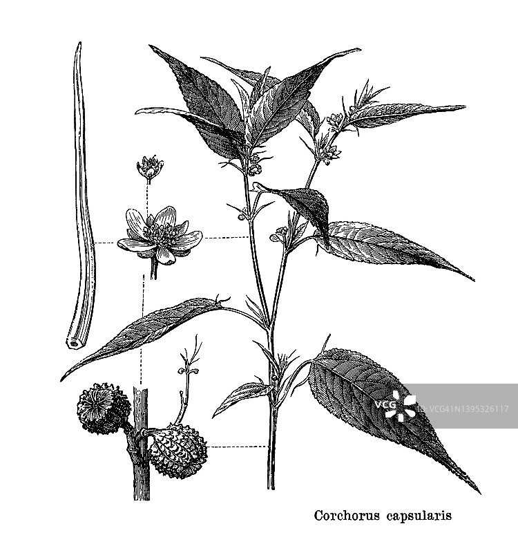 白色黄麻古老版画插图图片素材