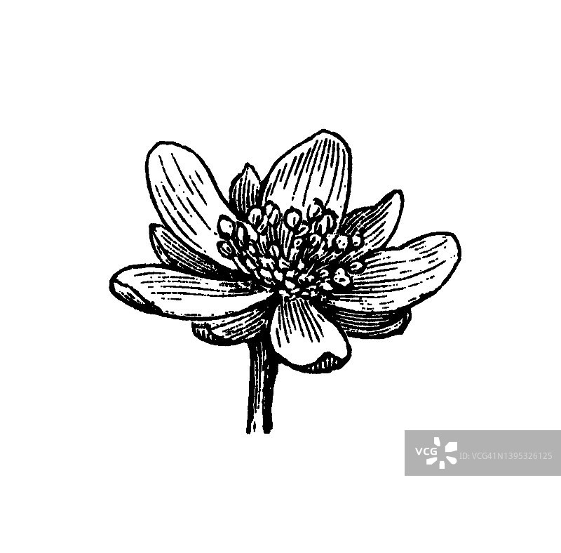 白色黄麻古老版画插图图片素材