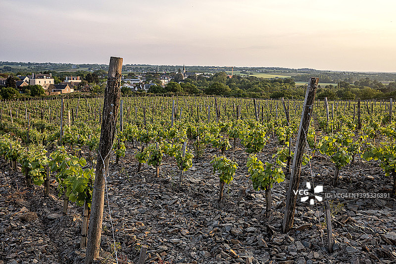 法国卢瓦尔河谷的葡萄园图片素材