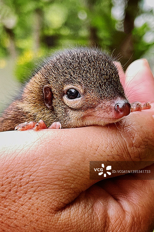 小笔尾树鼩图片素材