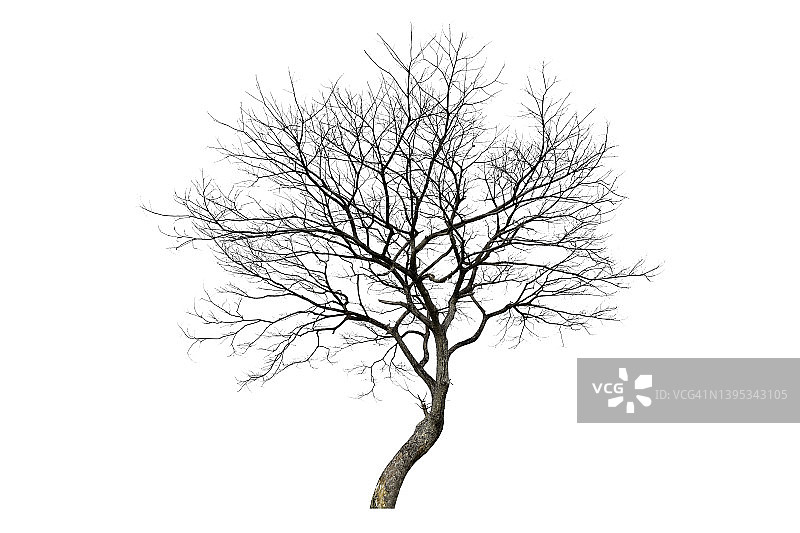 白色背景上的孤立枯树（带裁剪路径）图片素材