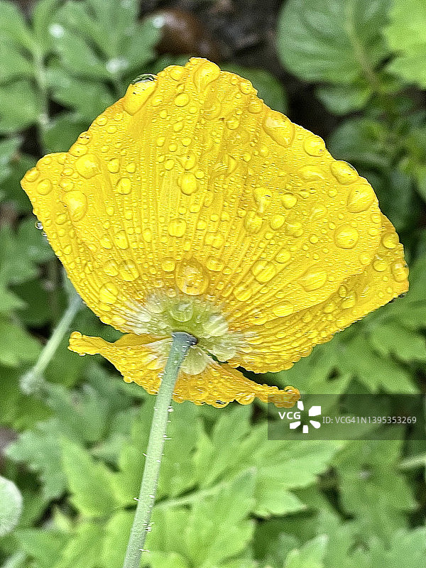 威尔士罂粟花特写，花瓣上带有雨滴（Papaver cambricum）图片素材
