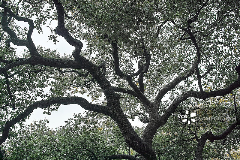 大树枝形成的抽象图案图片素材