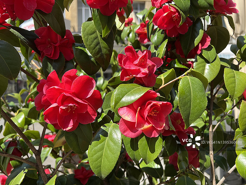 盛开的茶花图片素材