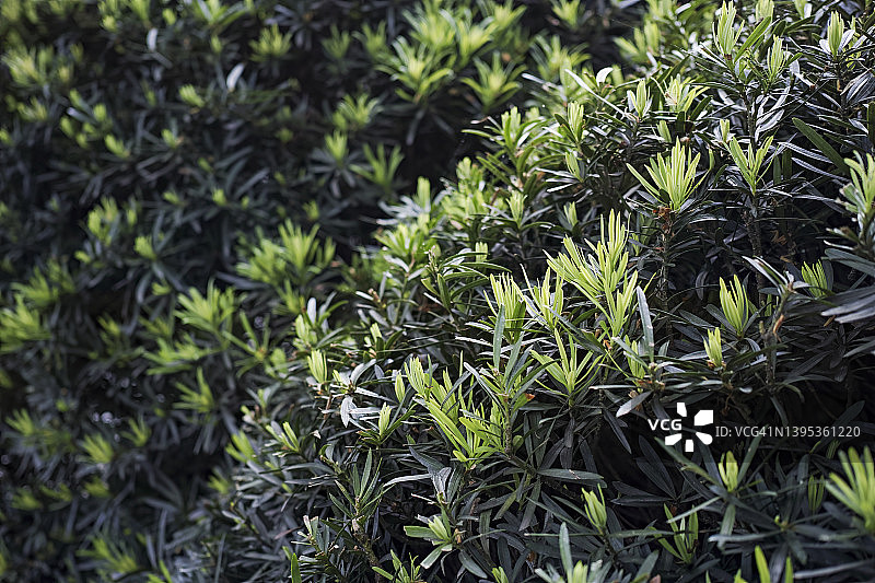 罗汉松图片素材