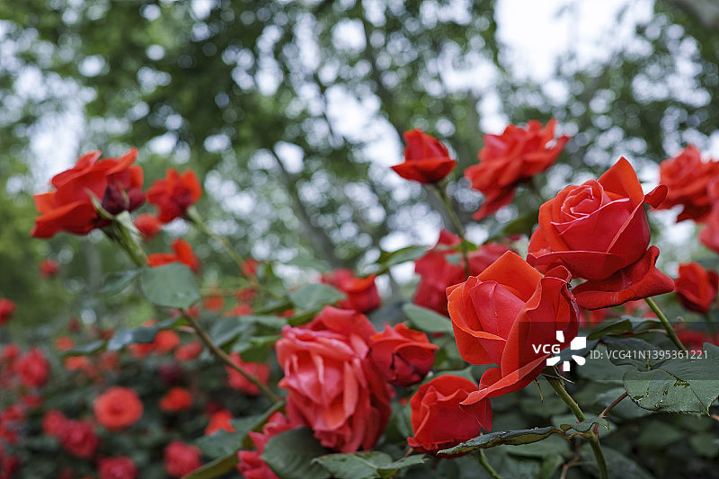 红色玫瑰花瓣图片素材