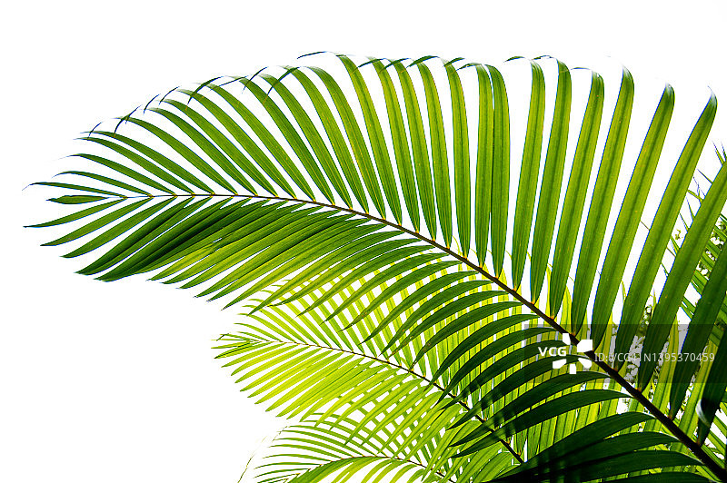 白色背景上的热带雨林棕榈叶图片素材