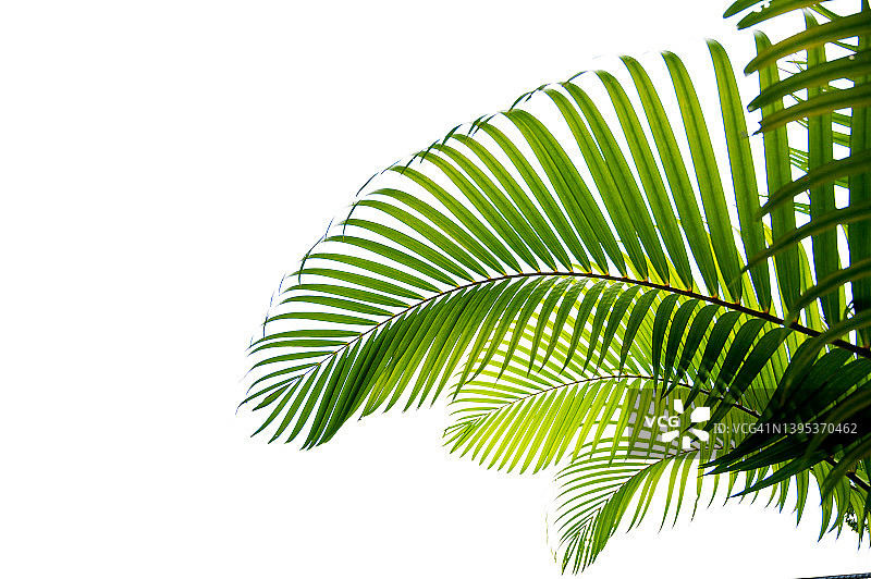 白色背景上的热带雨林棕榈叶图片素材