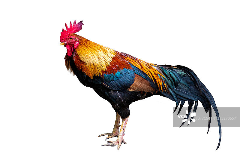 白色背景抠图鸡图片素材