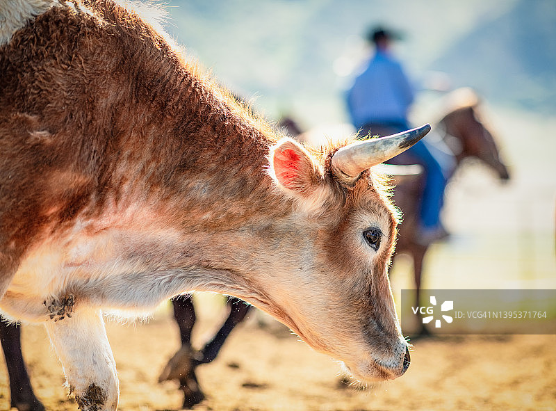 牧场上的幼年阉牛图片素材