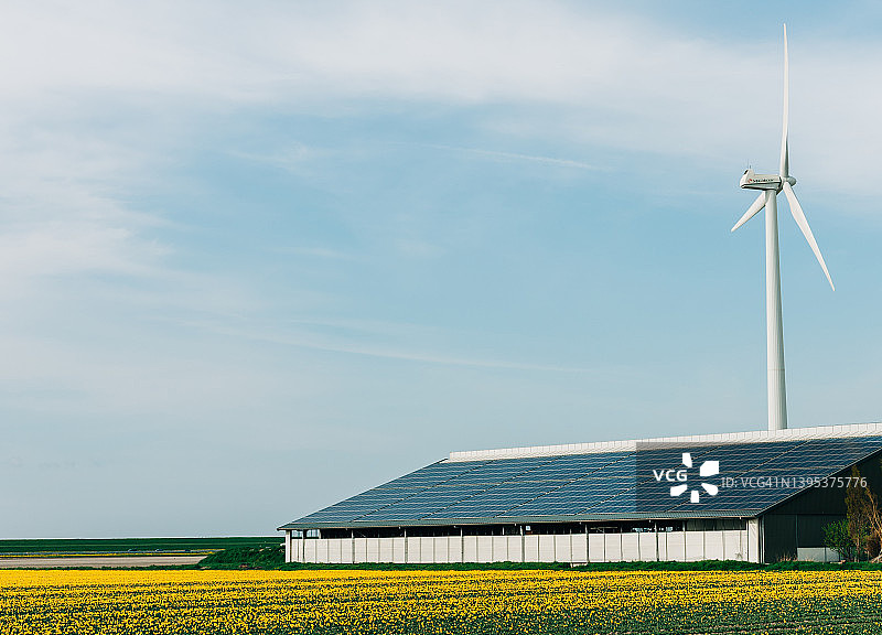 谷仓屋顶上的太阳能电池板、郁金香田和风力涡轮机图片素材