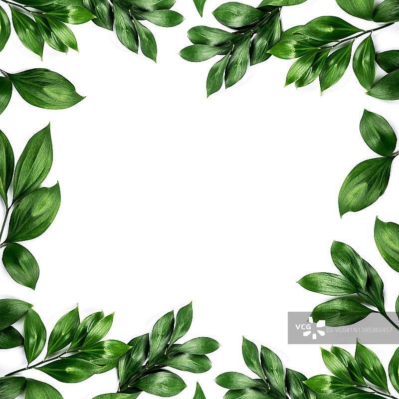 白色背景上的绿叶，自然绿色图案图片素材